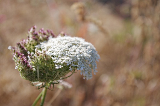 Flower Spillover_resized