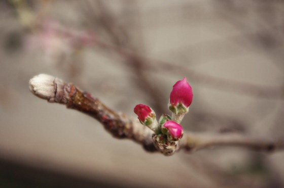 Budding Branch