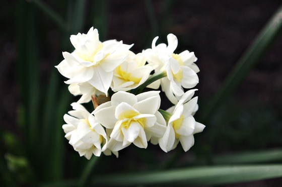 Buttercream Flower