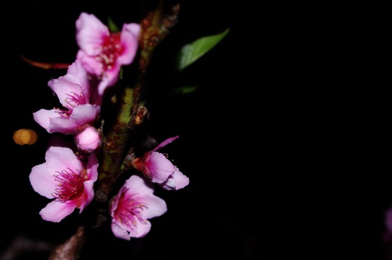 Cherry Blossoms