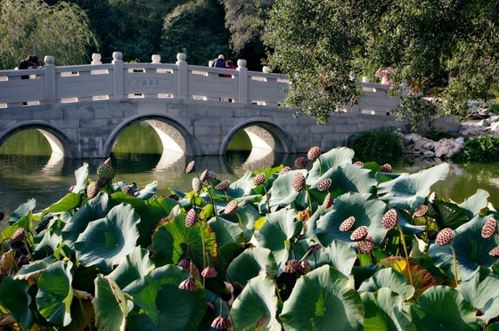 Lotus Bridge