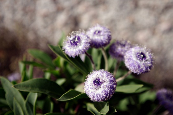 PomPom Flower