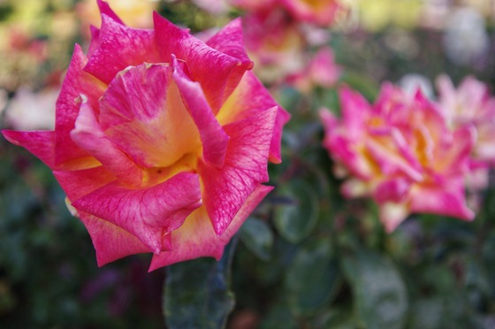 Technicolor Rose