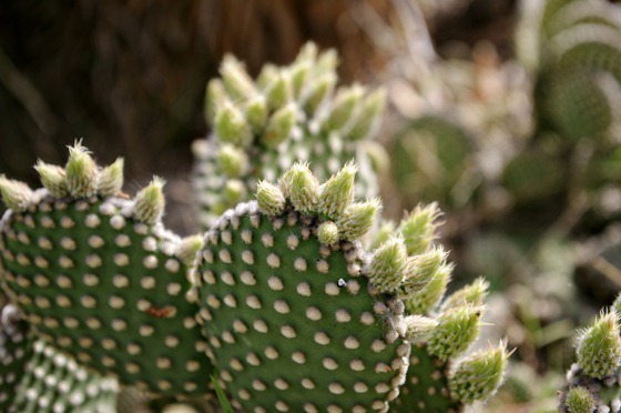 Cactus Growths