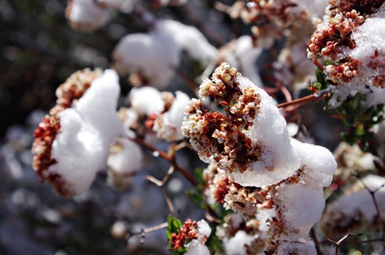 Frostbitten Flowers