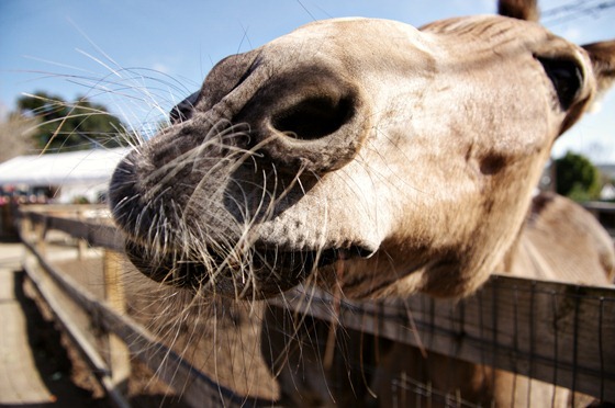 Horse Nose