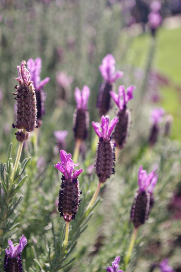 Lavender Stalks