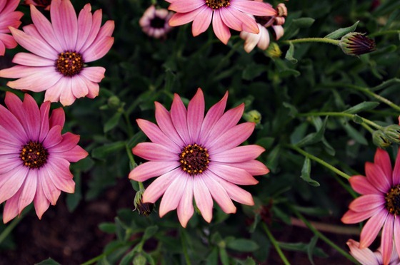 Pink Petals