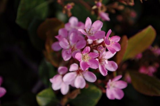 Pink-Tinged Flower