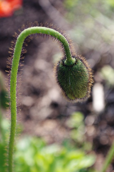 Prickly Poppy