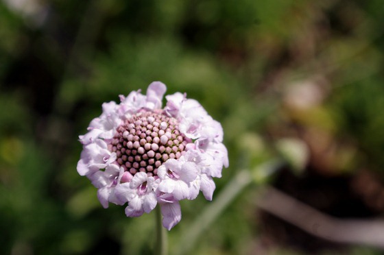 Purple Puff