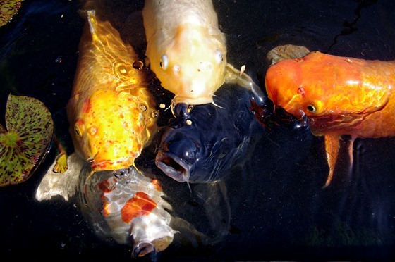 Rainbow Koi Cluster