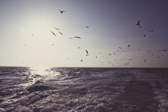 Seagull Swarm