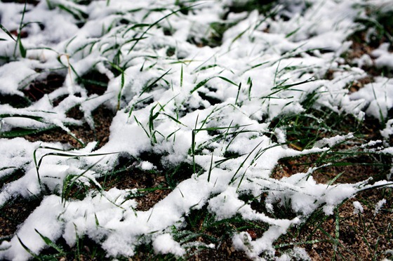 Snow Covered Grass