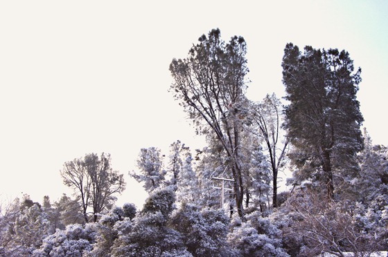 Snow Tipped Trees