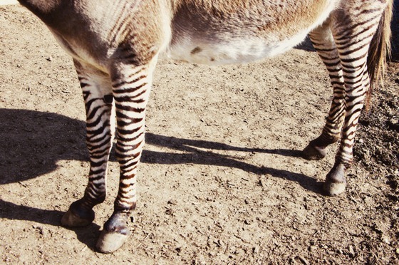 Striped Legs