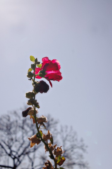 Sunlit Red Flower