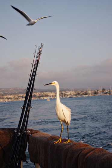 White Heron