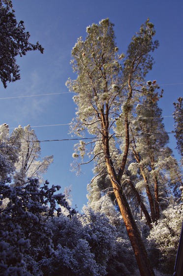 Winter Trees