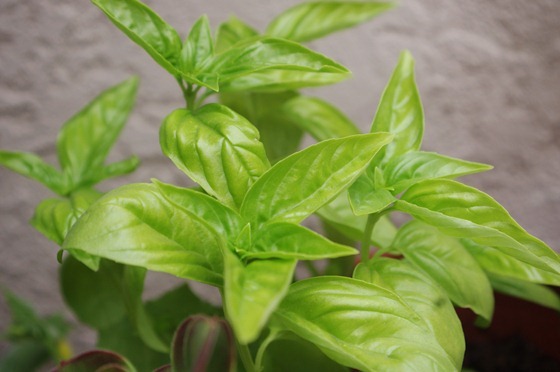 Basil Leaves