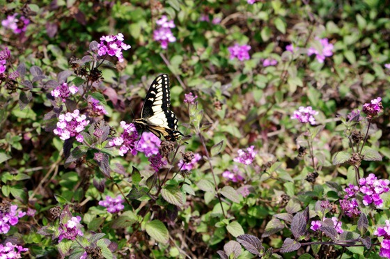 Butterfly Alight