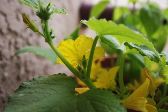 Cucumber Flower