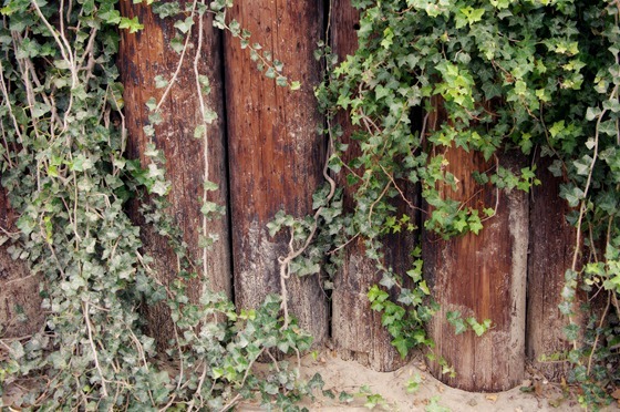 Sand-Tinted Ivy