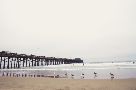 Seagulls at Tide's Edge