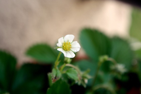 Strawberry Flower